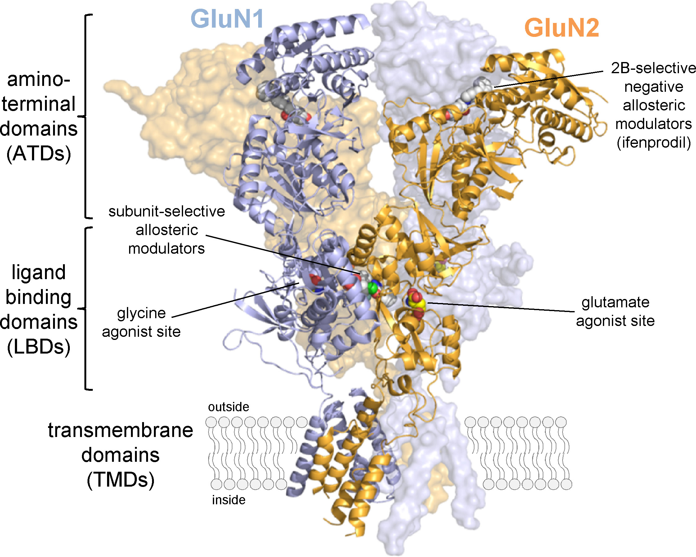 Heterotetrameric NMDA-type ionotropic glutamate receptor